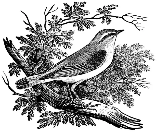 Wood engraving by Thomas Bewick