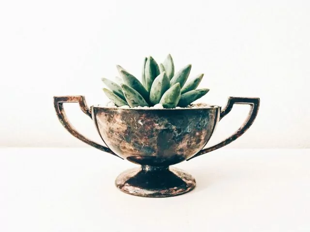 Antique silver trophy with succulent