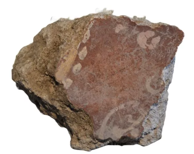 Roman Fresco Fragment (1st Century BC–AD). This ancient Roman fresco fragment, reportedly from Pompeii, comes with provenance from an old Swiss collection. 